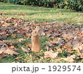うさぎ立ち 1929574