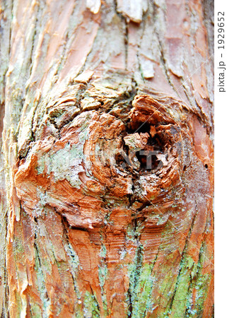 木の節目 1929652