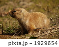 プレイリードッグのお散歩 1929654