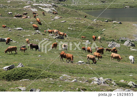 スイス　オスピツィオ駅付近の牛 1929855