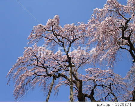三春滝桜 1929871