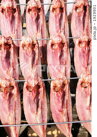 ほっけの天日干し 1929901