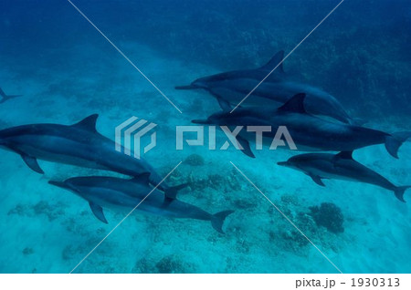 ハシナガ　イルカ 1930313