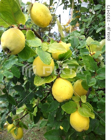 カリンが黄色く色づきました カリンが黄色く色づきました 1930475