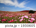 コスモスの丘 1930605