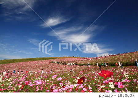 コスモスの丘3 コスモスの丘3 1930607