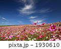 コスモスの丘４ 1930610