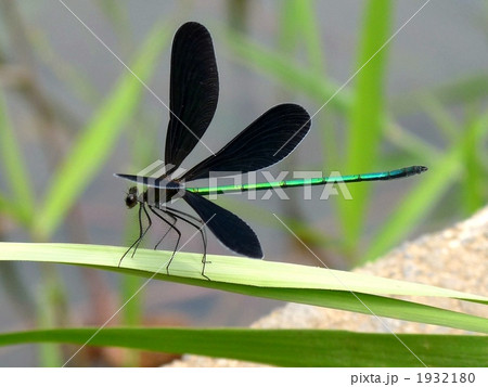 ハグロトンボ 1932180