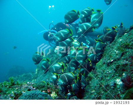 ユウゼン玉 1932193