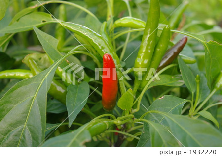 とうがらし 1932220