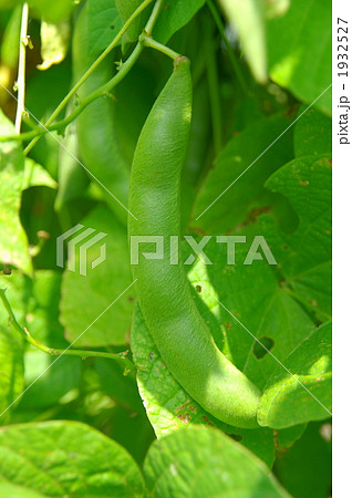 成長するハナマメ 1932527