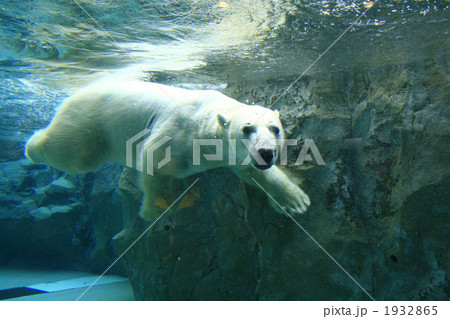旭山動物園のホッキョクグマ（水中） 1932865