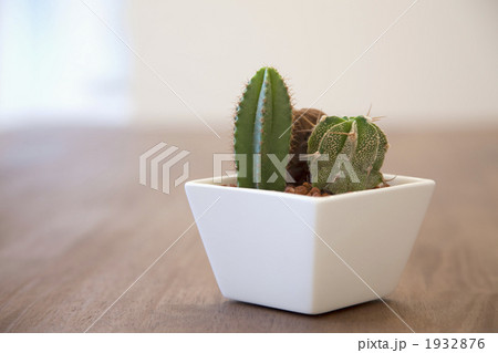 テーブルの上の鉢植えのサボテン テーブルの上の鉢植えのサボテン 1932876