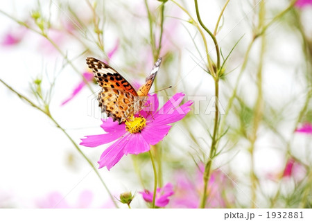 コスモスの蜜を吸うツマグロヒョウモン 1932881