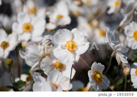 シュウメイギク 1933059