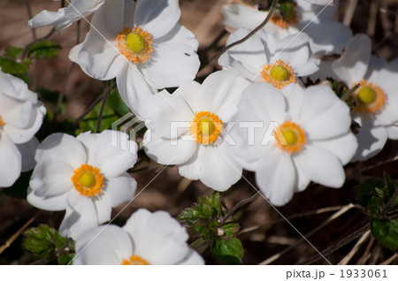 シュウメイギク シュウメイギク 1933061