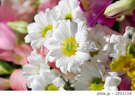 白菊の花束 白菊の花束 1933158