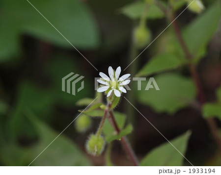 一輪のウシハコベ 一輪のウシハコベ 1933194