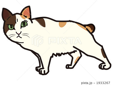 ジャパニーズボブテイル01_101101 ジャパニーズボブテイル01_101101 1933267