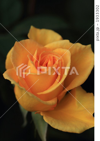 薔薇 1933302