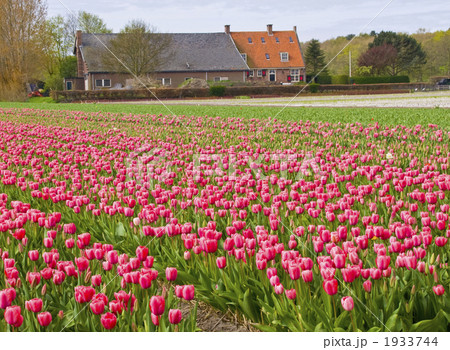 オランダ チューリップ畑の写真素材