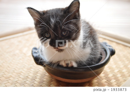仔猫in土鍋 1933873