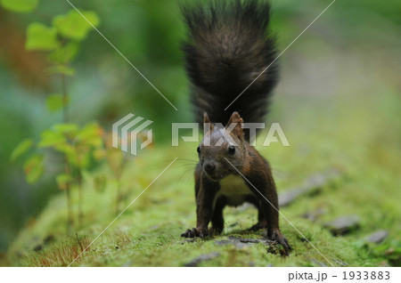 元気エゾリスon green 1933883