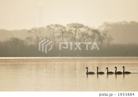 白鳥の湖、朝もや 1933884