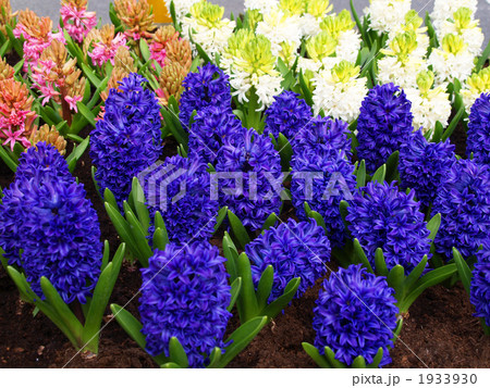 オランダ　花屋　ヒヤシンス 1933930