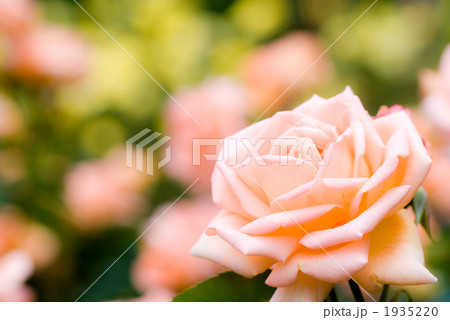 橙色のバラの花 橙色のバラの花 1935220