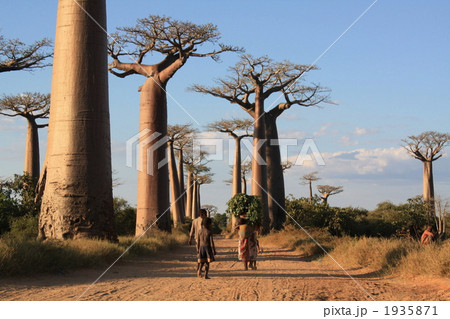 バオバブ街道 1935871