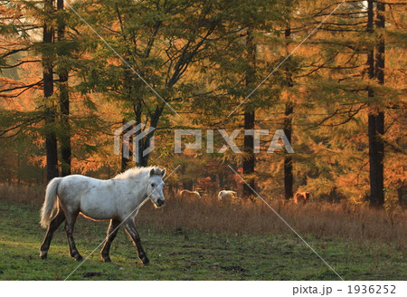 どさんこ8 1936252