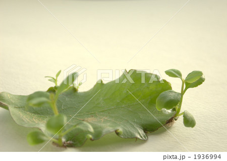 マザーリーフ 1936994