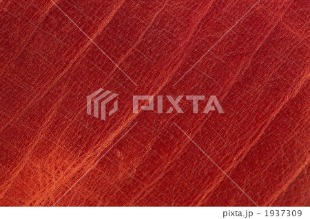 オイルレザー 皮革 革 革製品 天然皮革 レッド オイルレザー 皮革 革 革製品 天然皮革 レッド 1937309