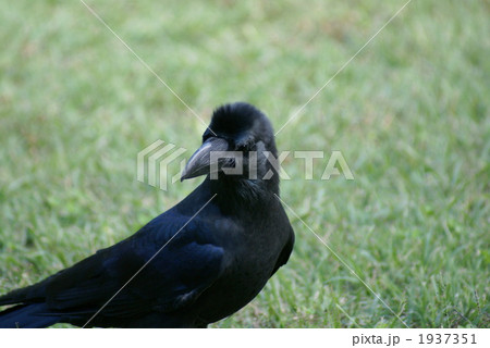 嘴太烏　あん❢　何か呼んだ? 1937351