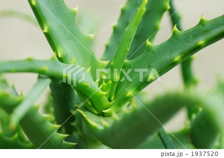 キダチアロエ キダチアロエ 1937520