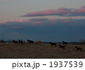 走る馬群 1937539