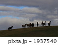 丘の上の馬 1937540