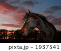たそがれの馬 1937541