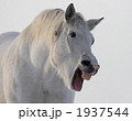 あくびする馬 1937544
