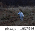 原野の白馬 1937546