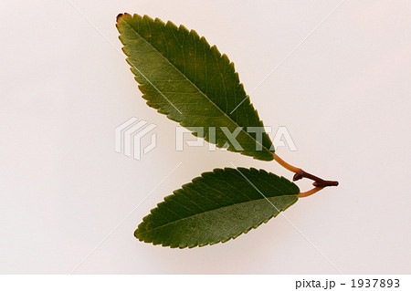アキニレの葉 1937893