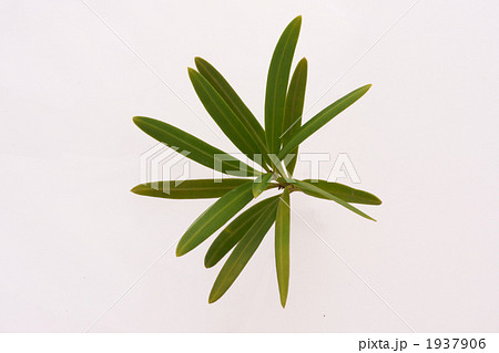 イヌマキの葉2 イヌマキの葉2 1937906