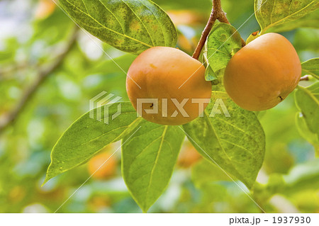 富有柿 1937930