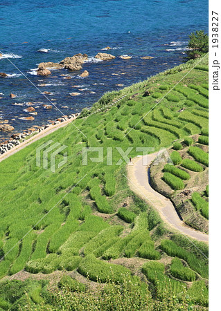 世界農業遺産 白米の千枚田 世界農業遺産 白米の千枚田 1938227