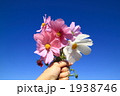 コスモスの花束 1938746