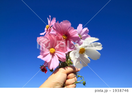 コスモスの花束 コスモスの花束 1938746