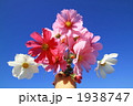 コスモスの花束 1938747