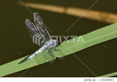 コフキトンボのオス 1938981
