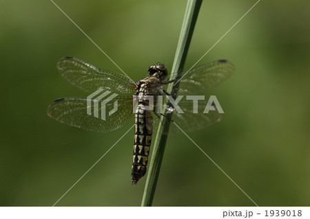 ハラビロトンボのメス 1939018
